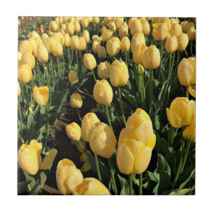 Carreau Yellow Tulips à Field, Oregon