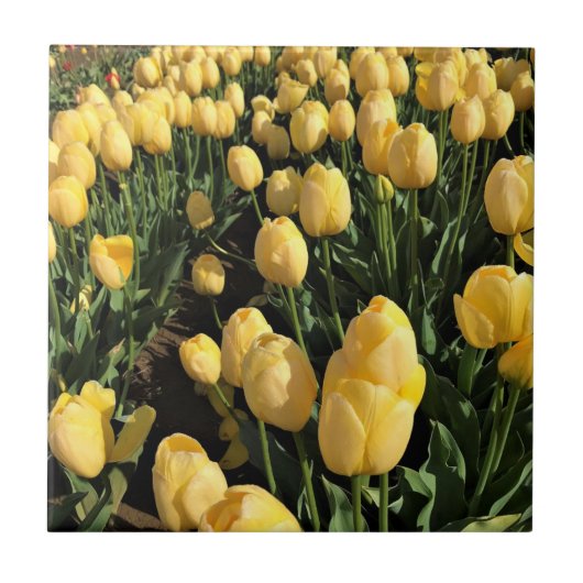 Carreau Yellow Tulips à Field, Oregon (Devant)