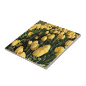 Carreau Yellow Tulips à Field, Oregon (Côté)