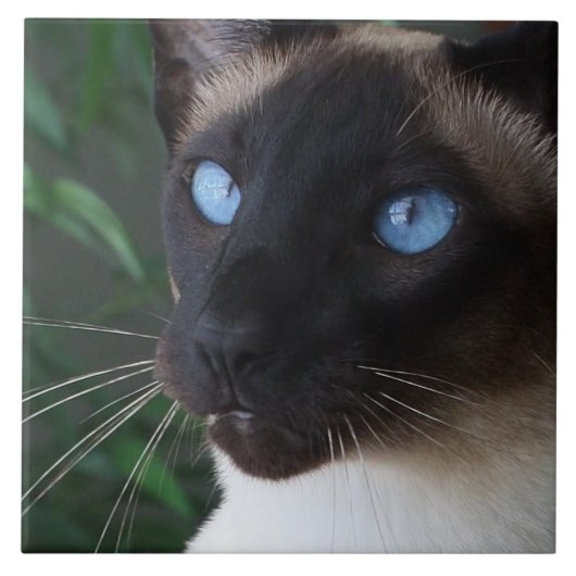 Carreau Yeux bleus de chat siamois (Devant)