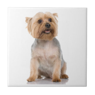 Carreau Yorkshire Terrier