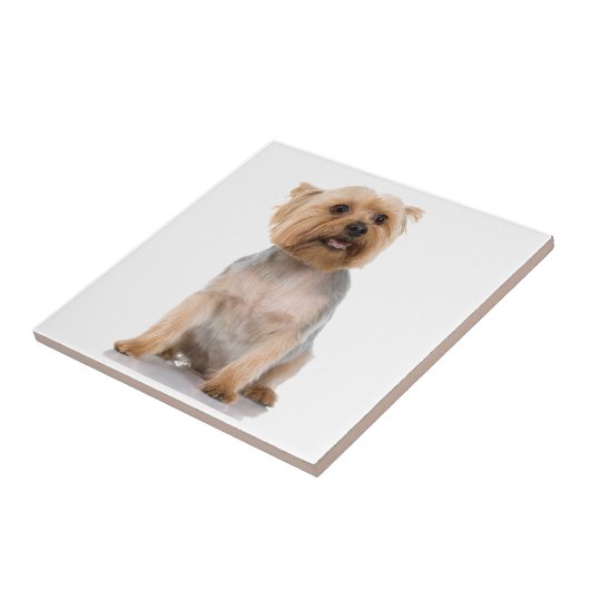 Carreau Yorkshire Terrier (Côté)