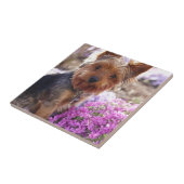 Carreau Yorkshire Terrier (Côté)