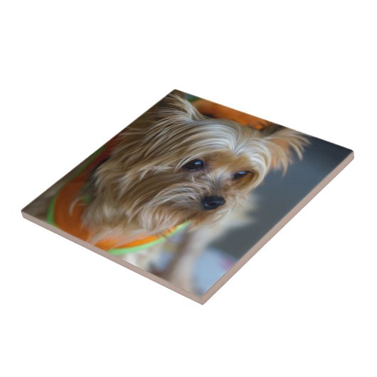 Carreau Yorkshire Terrier blond (Côté)