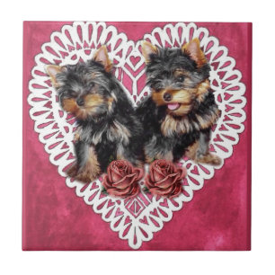 Carreau Yorkshire Terrier Chiots Valentines