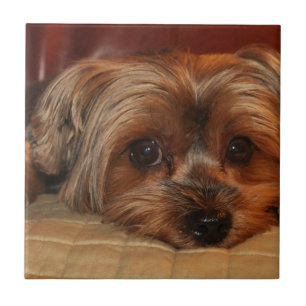Carreau Yorkshire terrier, yorkie