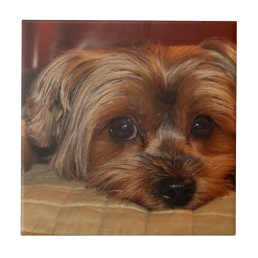 Carreau Yorkshire terrier, yorkie (Devant)