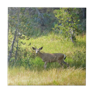 Carreau Young Buck en Yosemite, Californie
