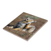 Carreau Young Gray Fox at Torres Del Paine National Park (Côté)