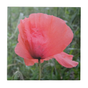 Carreau Zarte a écrit Mohnblume