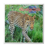 Carreau zBW007 Delta OKAVANGO, Ghepard BOTSWANA, (Devant)