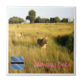 Carreau zBW008 Delta OKAVANGO, Lion, Afrique, (Devant)