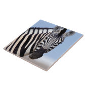 Carreau Zebra vous regarde (Côté)