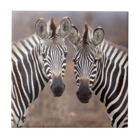 Carreau Zèbres des plaines, parc national Kruger (Devant)