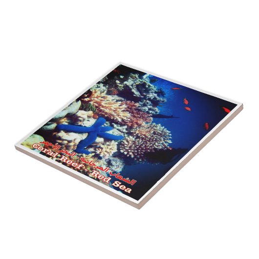 Carreau zEG033 EGYPTE, Mer Rouge, Corail Reef, Réfrigérate (Côté)