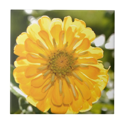 Carreau Zinnia jaune, marguerite jaune, fleur jaune (Devant)