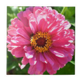 Carreau Zinnia rose (Devant)