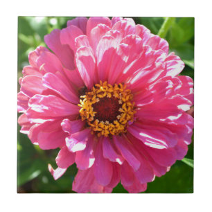 Carreau Zinnia rose