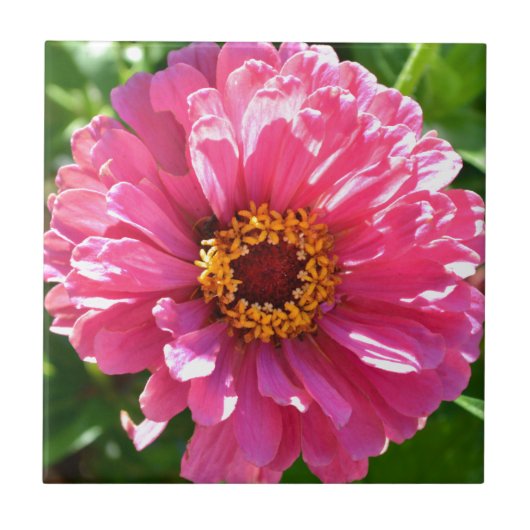 Carreau Zinnia rose (Devant)