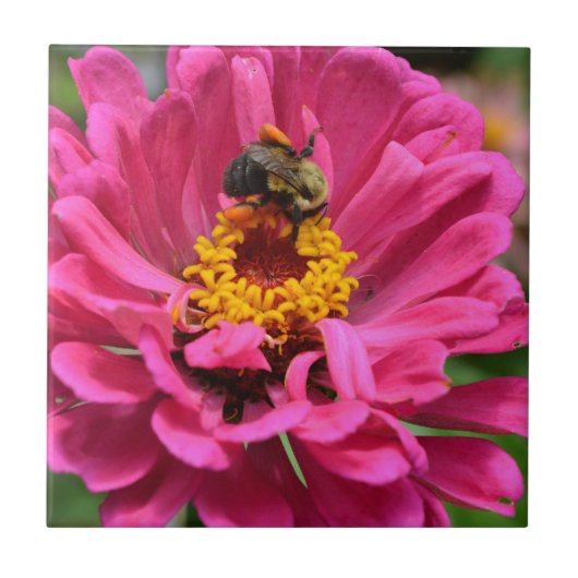 Carreau Zinnia rose et Bumble bee (Devant)