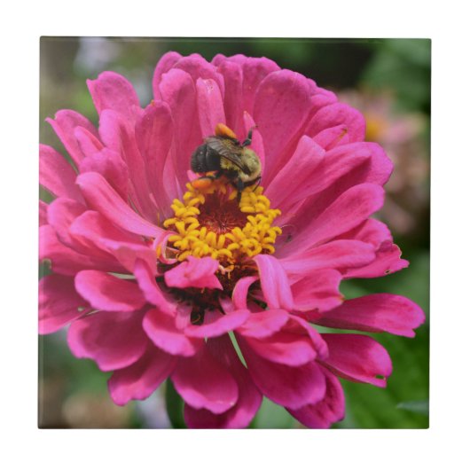 Carreau Zinnia rose et Bumble bee (Devant)
