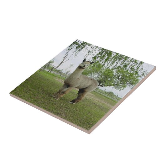 Carreaux Alpaca gris rose (Côté)