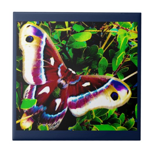 Carreaux bleus papillon (Devant)