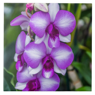 Carreaux céramiques orchidées blanches et violette