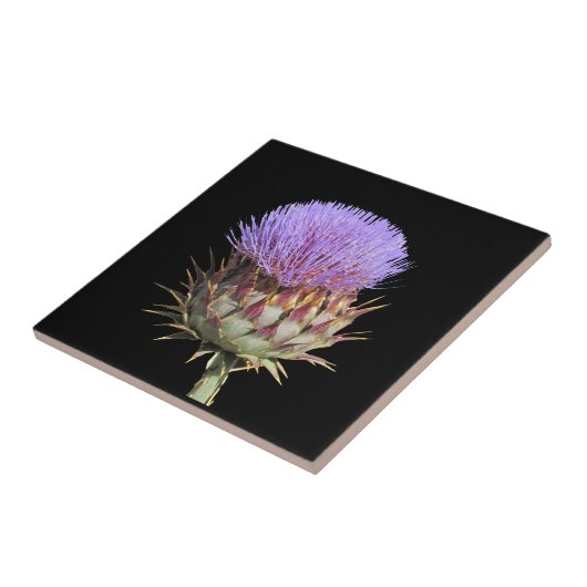 Carreaux - Chardon (Côté)