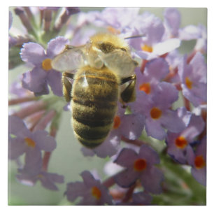 Carreaux d'abeilles et de fleurs de bouddleia