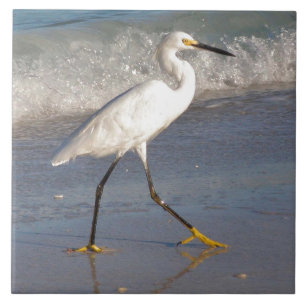 Carreaux d'aigle blanc