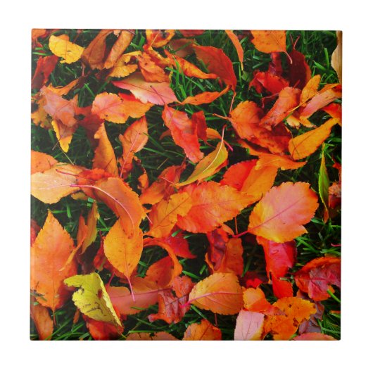 Carreaux d'automne (Devant)