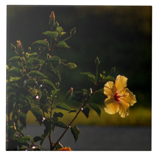Carreaux de Bush à fleurs d'Hibiscus jaune (Devant)
