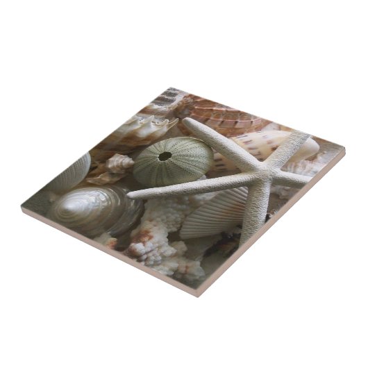 Carreaux de coquillages (Côté)