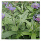 Carreaux de Cornflowers (Devant)