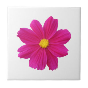 Carreaux de fleurs Cosmos