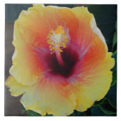 Carreaux de fleurs d'Hibiscus (Devant)