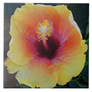 Carreaux de fleurs d'Hibiscus