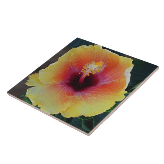 Carreaux de fleurs d'Hibiscus (Côté)