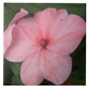 Carreaux de fleurs Pale Rose Impatin