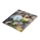 Carreaux de graines de Dandelion (Côté)