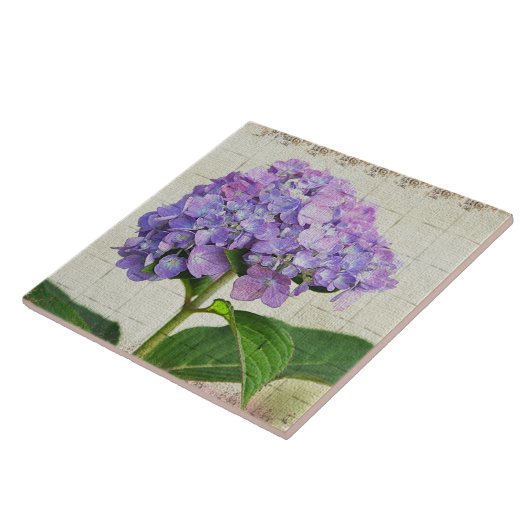 Carreaux de lavande Hydrangea (Côté)