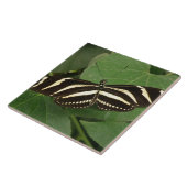Carreaux de papillon à aile longue Zebra (Côté)