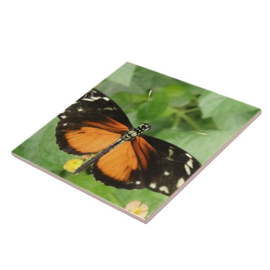 Carreaux de papillon long tigre (Côté)