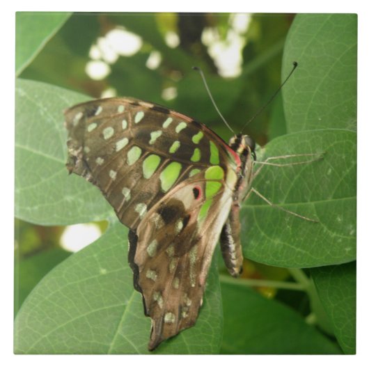 Carreaux de papillon vert Iridescente tropicale (Devant)