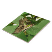 Carreaux de papillon vert Iridescente tropicale (Côté)