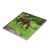 Carreaux de pâturage (Côté)