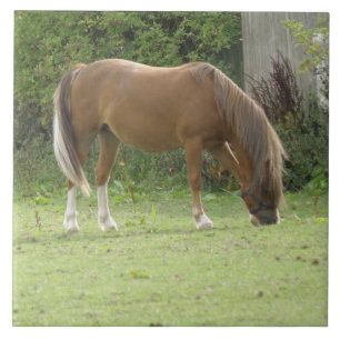 Carreaux de pâturage Chestnut Brown Horse