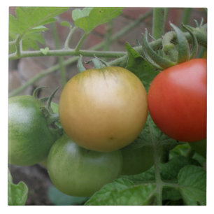 Carreaux de tomates de feux de circulation