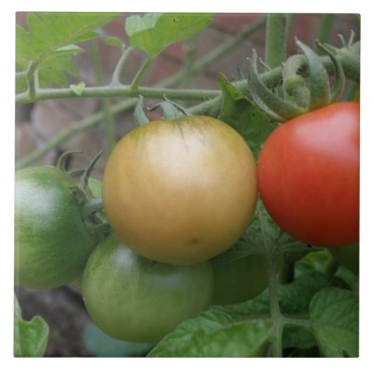 Carreaux de tomates de feux de circulation (Devant)